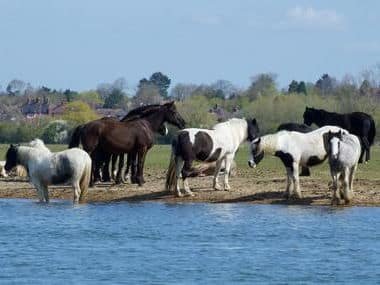Hafen Wiese